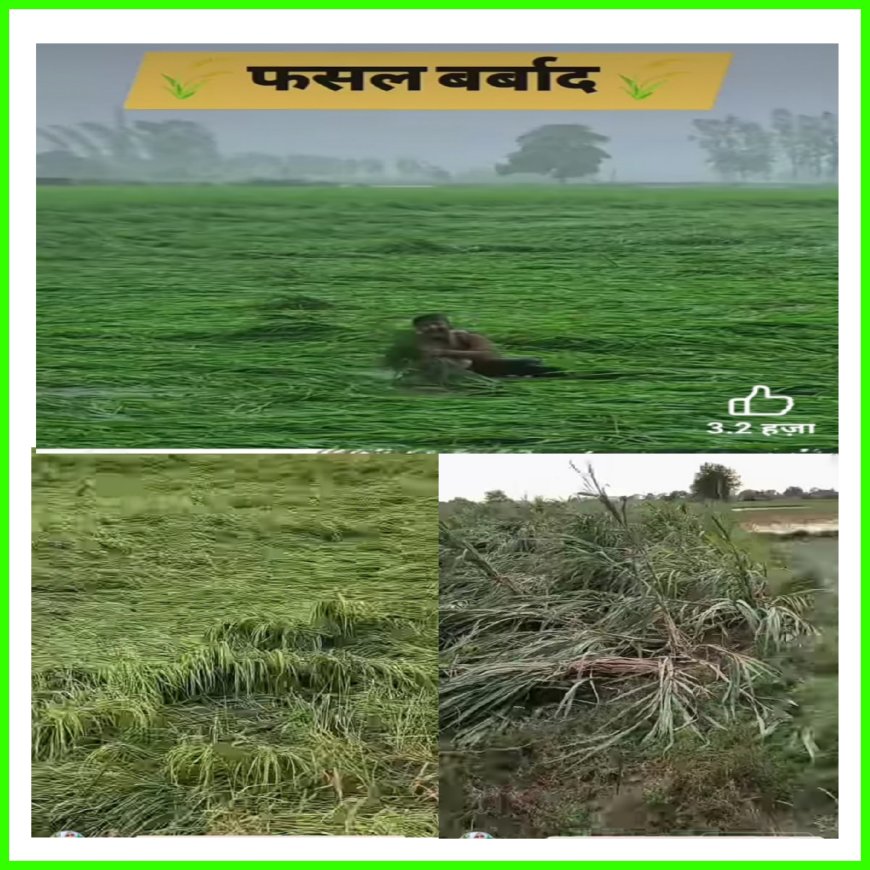 बे मौसम बरसात से किसानों की फसल बर्बाद